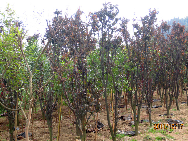 昆明高?；兀ㄈ?高海苗圃