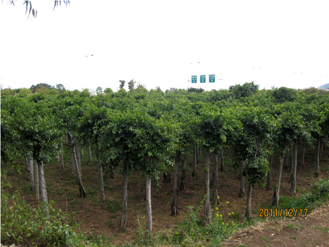 昆明高?；兀ǘ?高海苗圃